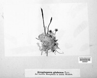 Geoglossum glabrum image